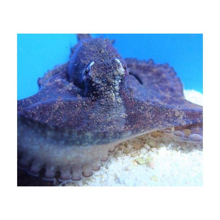 Octopus spp. - Octopus