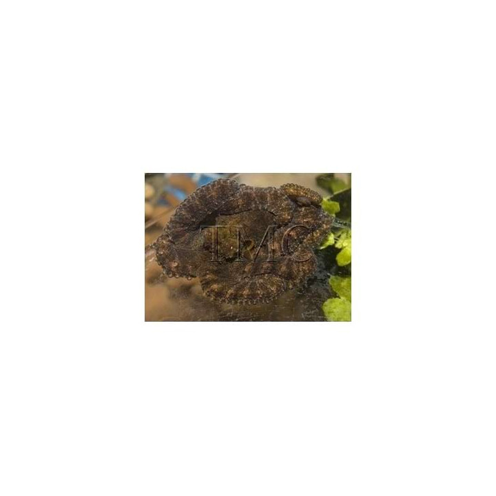 Octopus spp. - Octopus