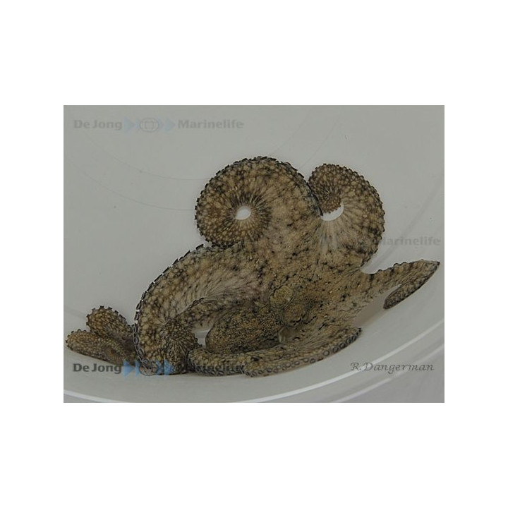 Octopus spp. - Octopus