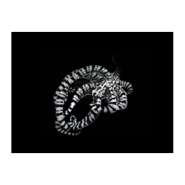 Octopus zebra - Octopus - Banded