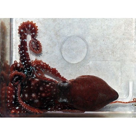 Octopus macropus - Octopus - White Spot