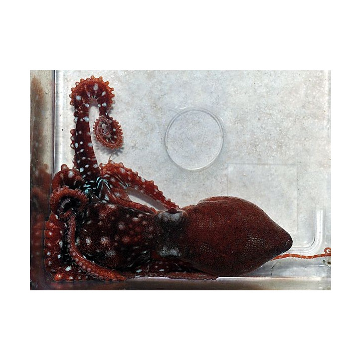 Octopus macropus - Octopus - White Spot