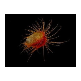 Ctenoides ales - Scallop - Flashing
