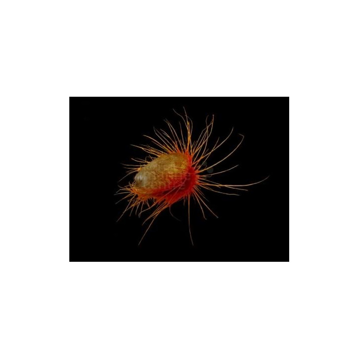 Ctenoides ales - Scallop - Flashing