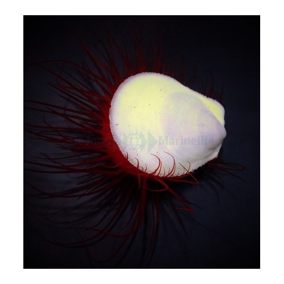 Ctenoides ales - Scallop - Flashing