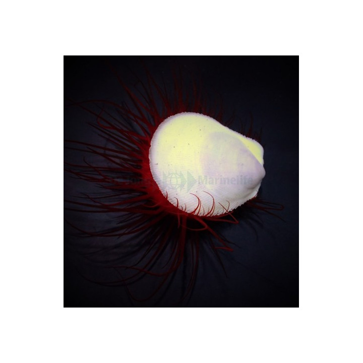 Ctenoides ales - Scallop - Flashing