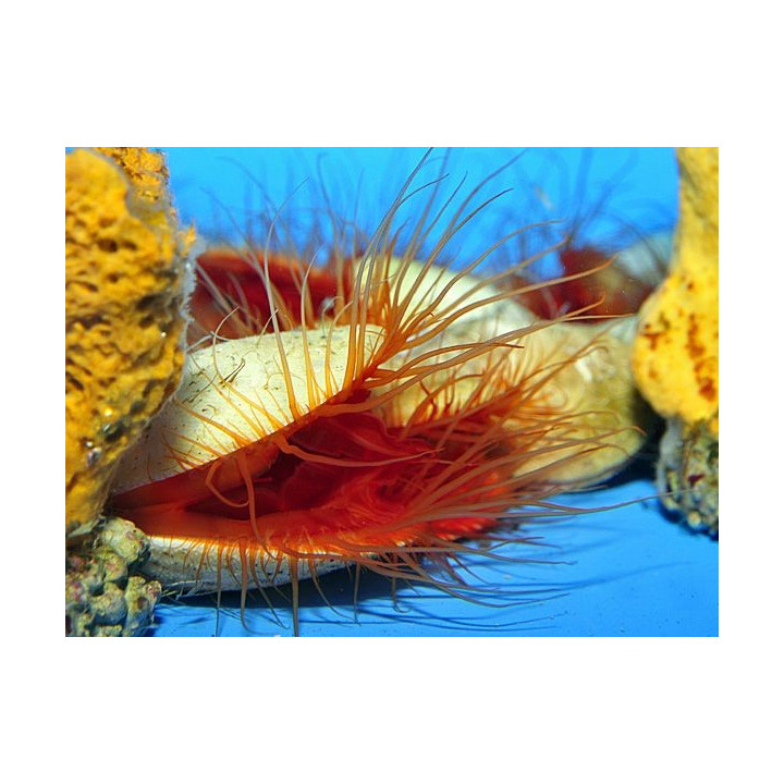 Ctenoides ales - Scallop - Flashing