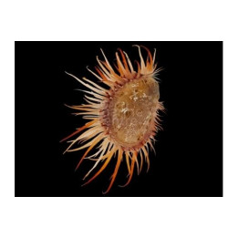 Limaria fragilis - Scallop - Pink