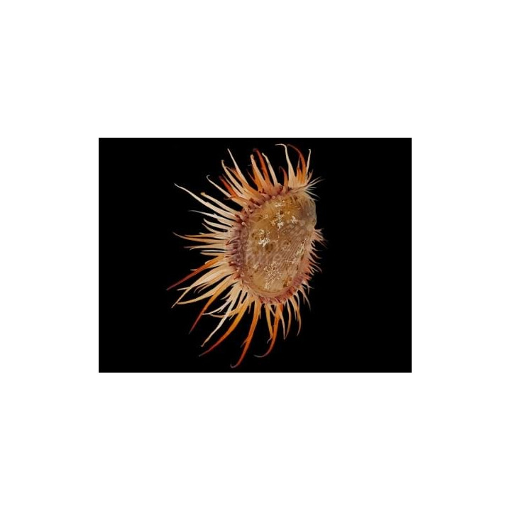 Limaria fragilis - Scallop - Pink