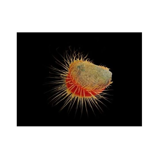 Lima orientalis - Scallop - Red