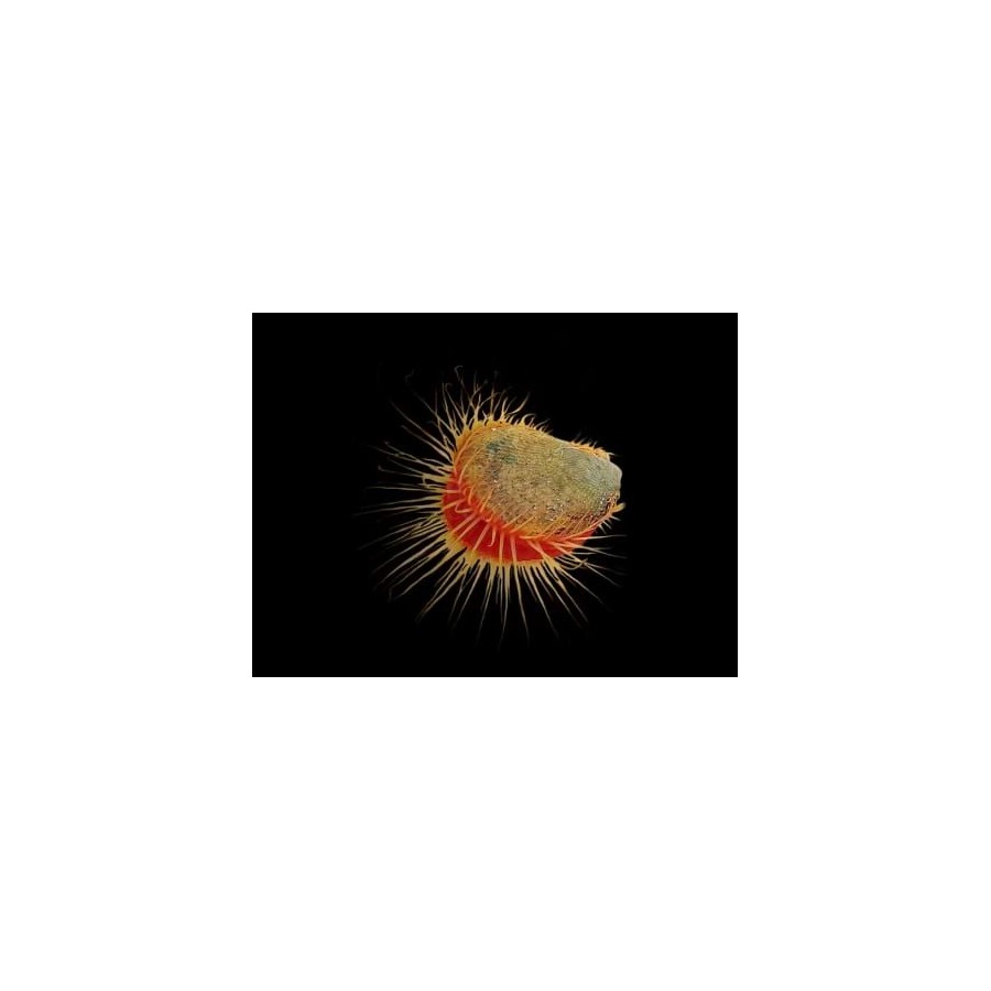 Lima orientalis - Scallop - Red