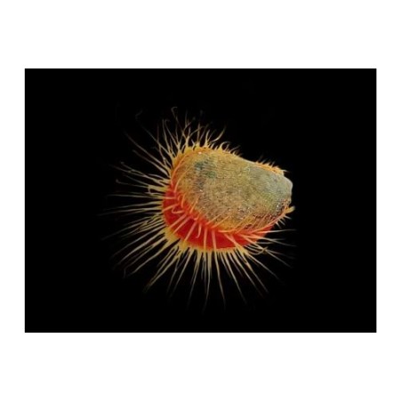 Lima orientalis - Scallop - Red