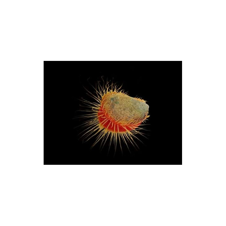 Lima orientalis - Scallop - Red