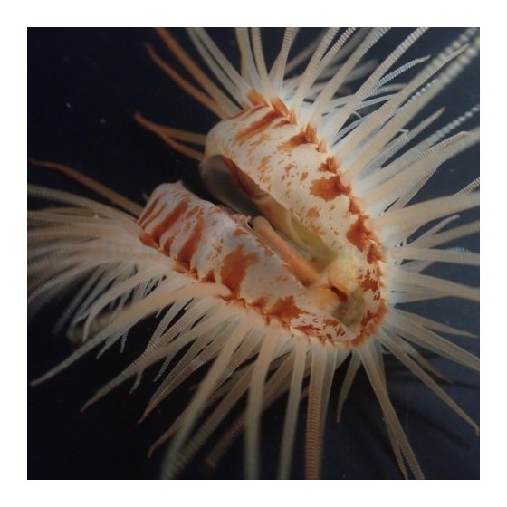 Lima orientalis - Scallop - Red