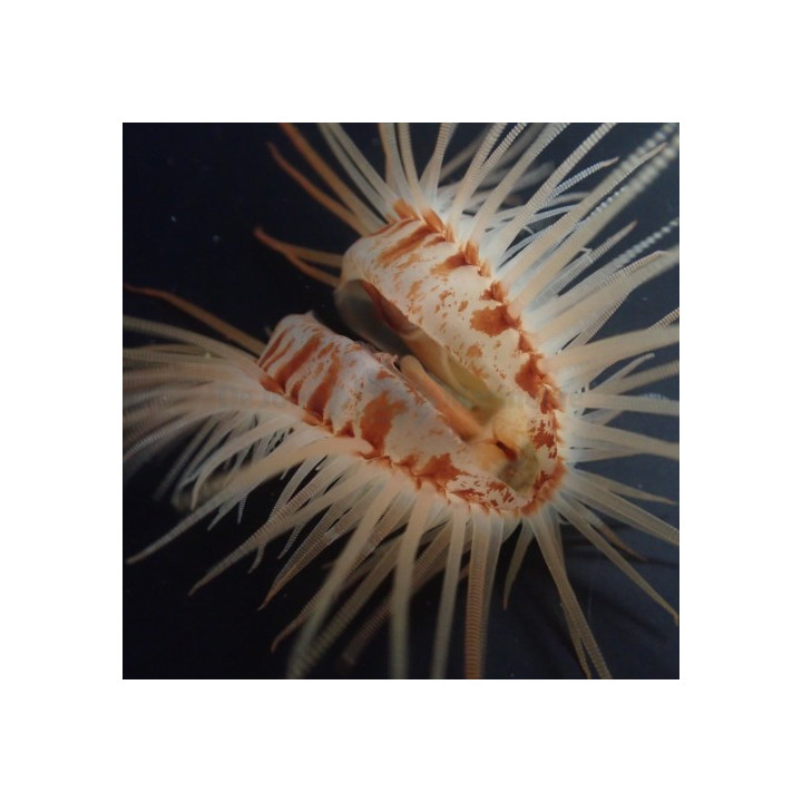 Lima orientalis - Scallop - Red