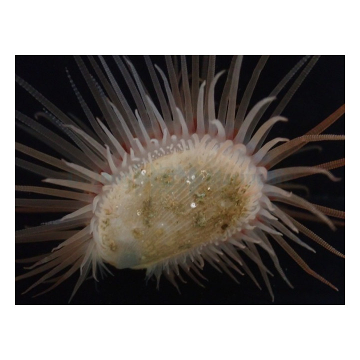 Lima orientalis - Scallop - Red