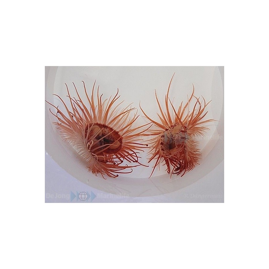 Lima orientalis - Scallop - Red