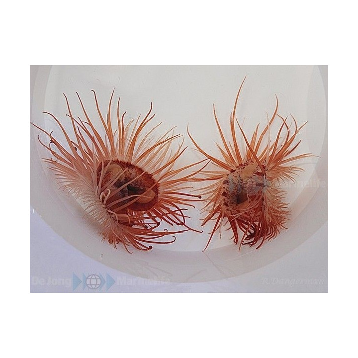Lima orientalis - Scallop - Red