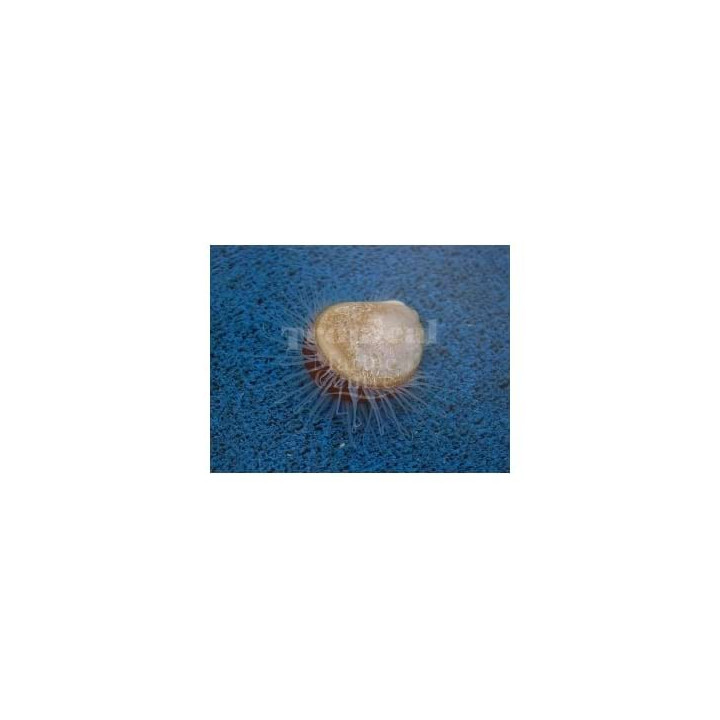 Lima scabra - Scallop - Red & White