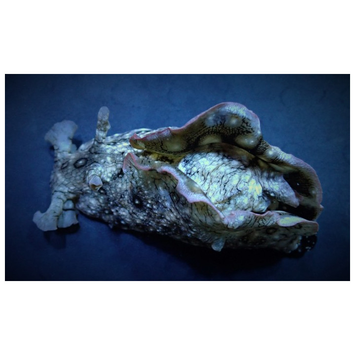 Aplysia spp. - Seahare