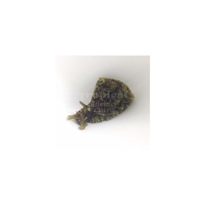 Aplysia spp. - Seahare