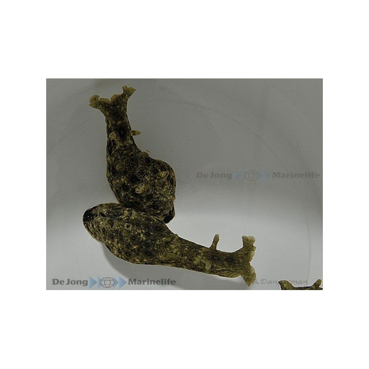 Aplysia spp. - Seahare