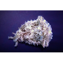 Dolabella auricula – Merijänis (Giant Seahare) | Suuri ja tehokas levänsyöjä reef-akvaarioon