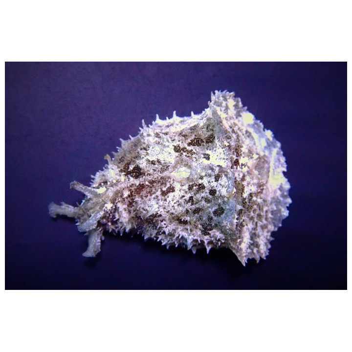 Dolabella auricula – Merijänis (Giant Seahare) | Suuri ja tehokas levänsyöjä reef-akvaarioon
