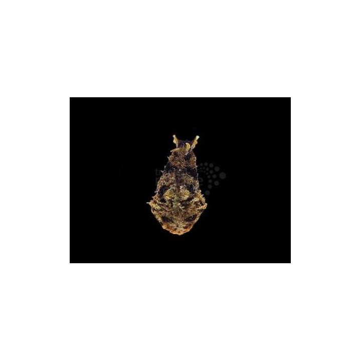 Dolabella auricula – Merijänis (Giant Seahare) | Suuri ja tehokas levänsyöjä reef-akvaarioon