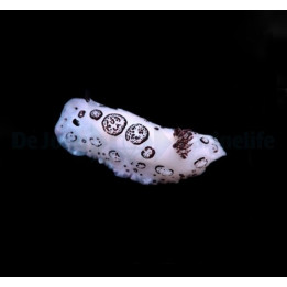 Jorunna funebris - Slug - Common -