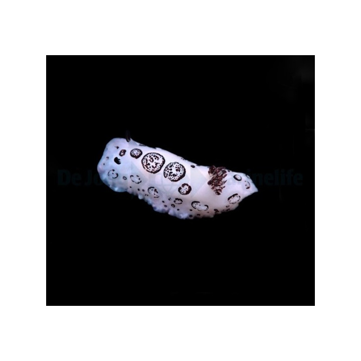 Jorunna funebris - Slug - Common -