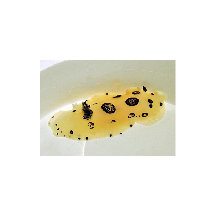 Jorunna funebris - Slug - Common -