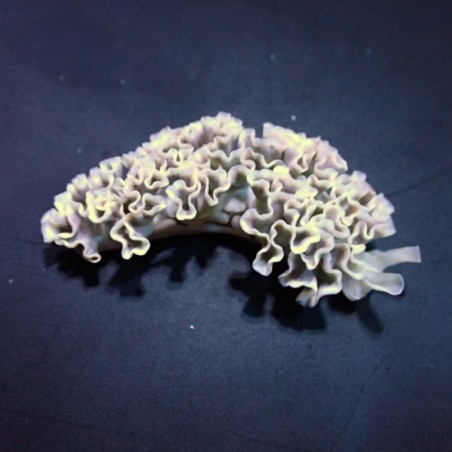 Elysia crispata - Slug - Frilly