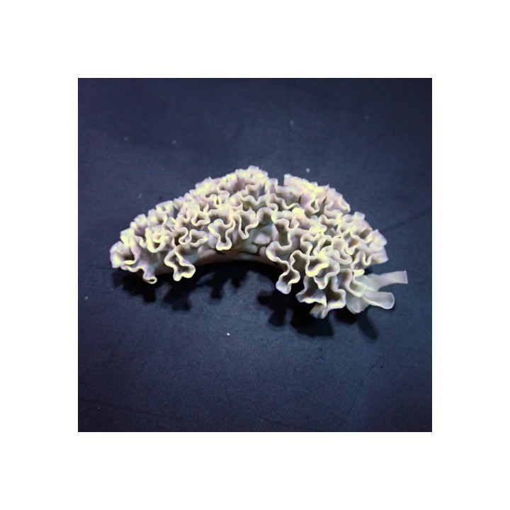 Elysia crispata - Slug - Frilly -