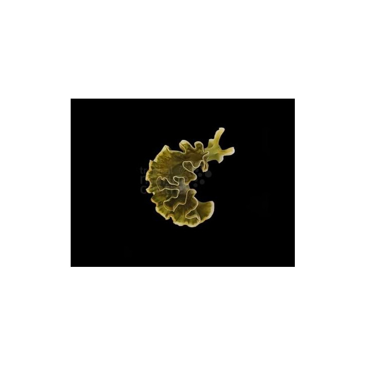 Elysia crispata - Slug - Frilly -