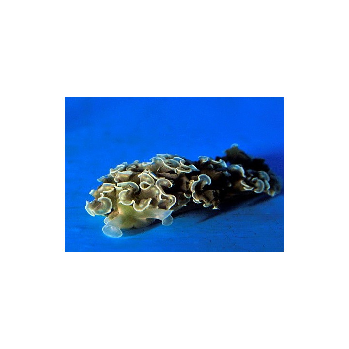 Elysia crispata - Slug - Frilly -