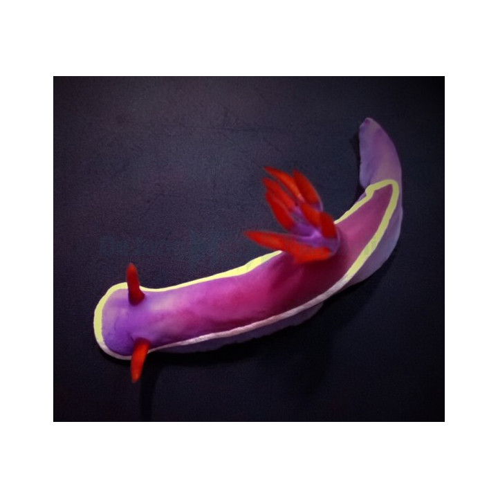 Hypselodoris bullockii