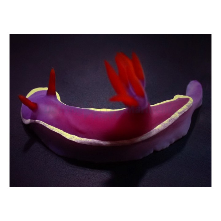Hypselodoris bullockii