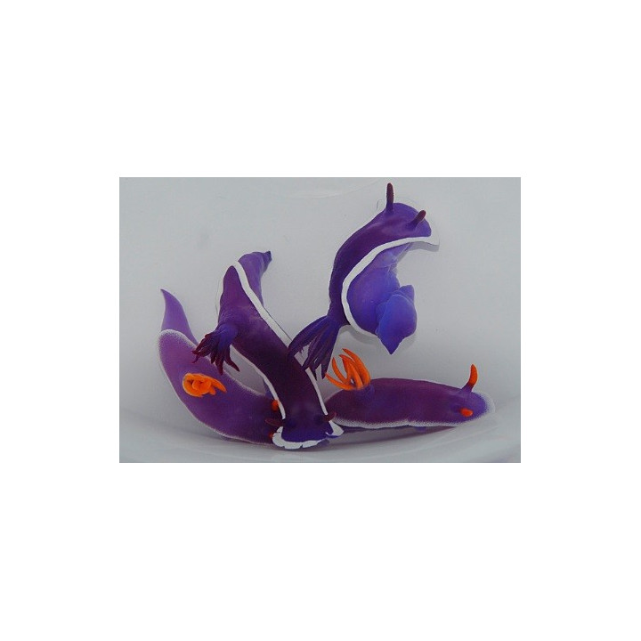 Hypselodoris bullockii