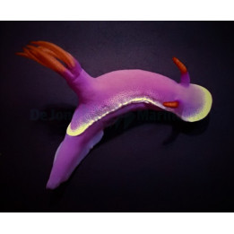 Hypselodoris apolegma