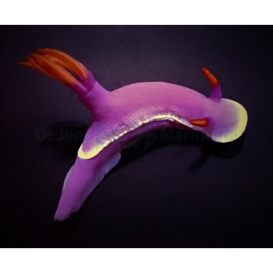 Hypselodoris apolegma