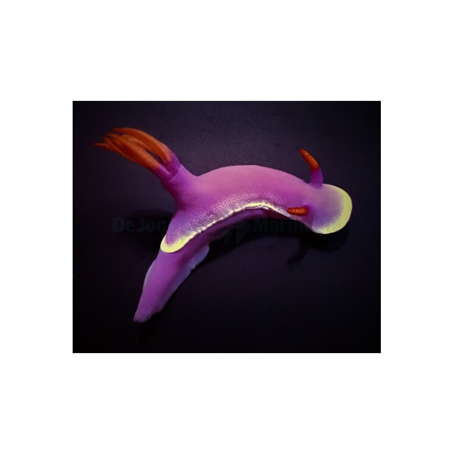 Hypselodoris apolegma