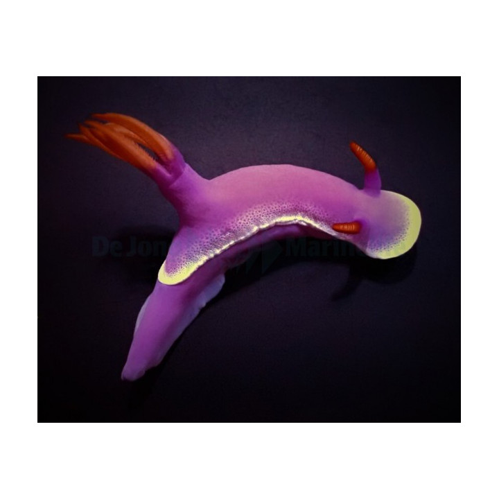 Hypselodoris apolegma -