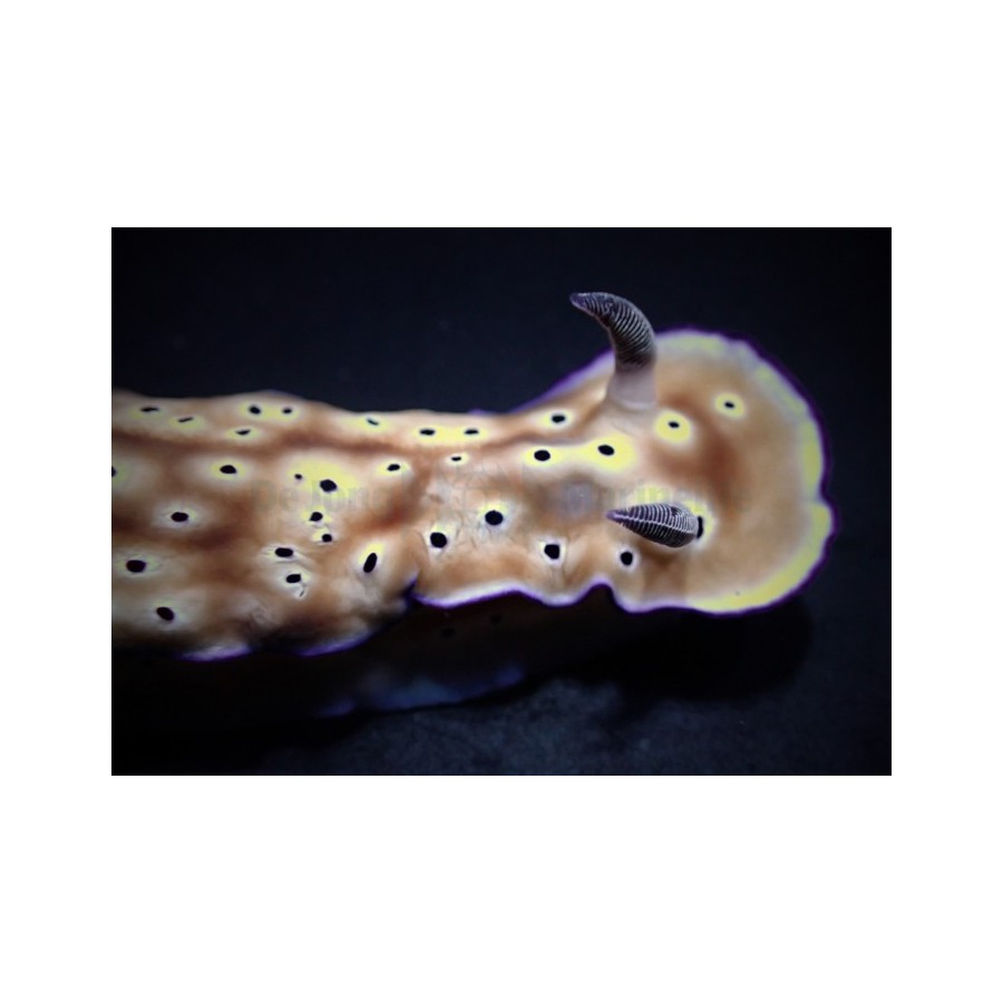 Hypselodoris tryoni