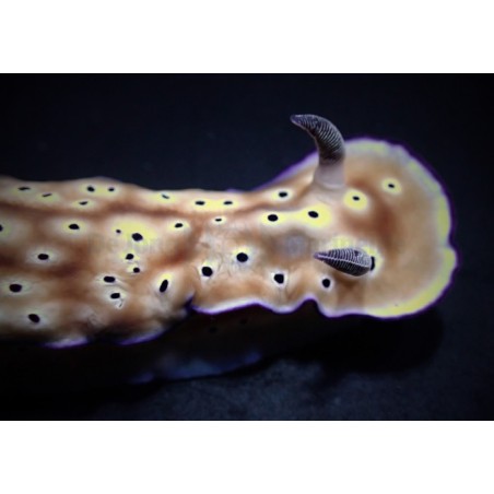 Hypselodoris tryoni