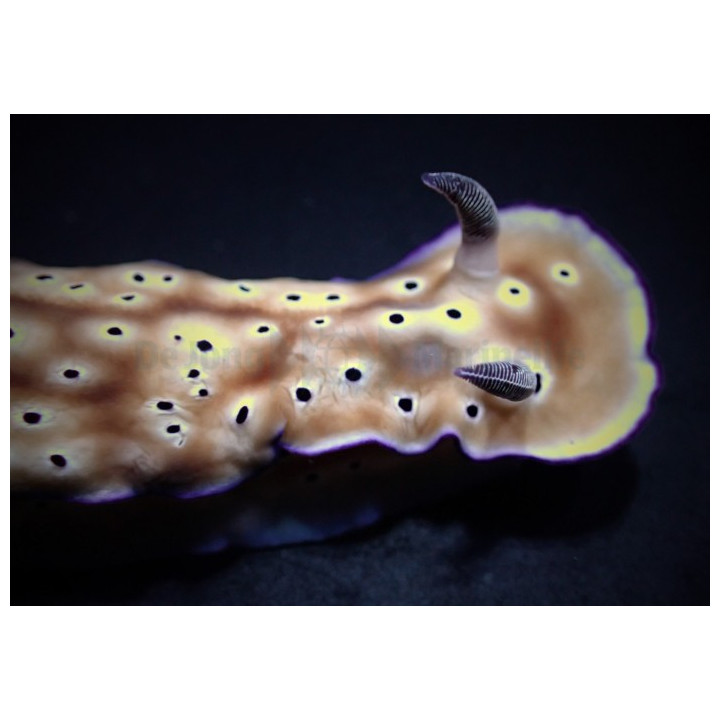 Hypselodoris tryoni