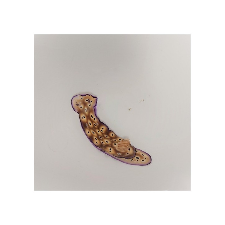 Hypselodoris tryoni