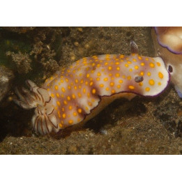 Hypselodoris pulchella