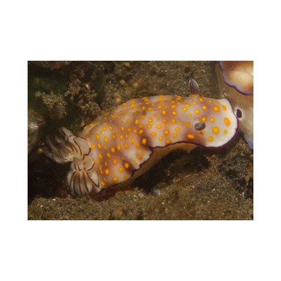 Hypselodoris pulchella