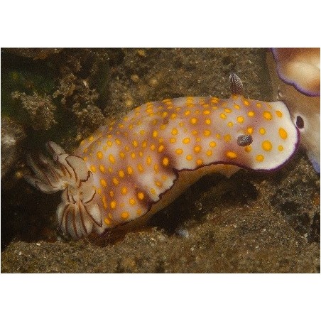 Hypselodoris pulchella